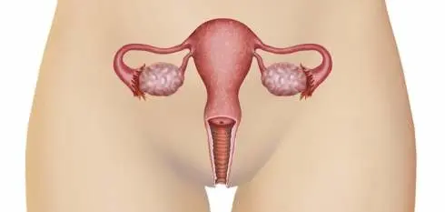 organes genitaux internes_0.jpg
