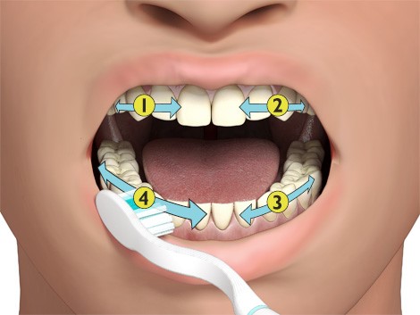 Brosser les dents de lait (4 mouvements)