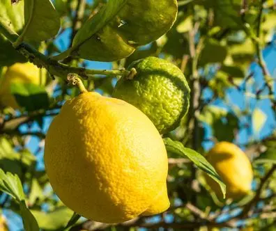 Le citron, une richesse en vitamine C