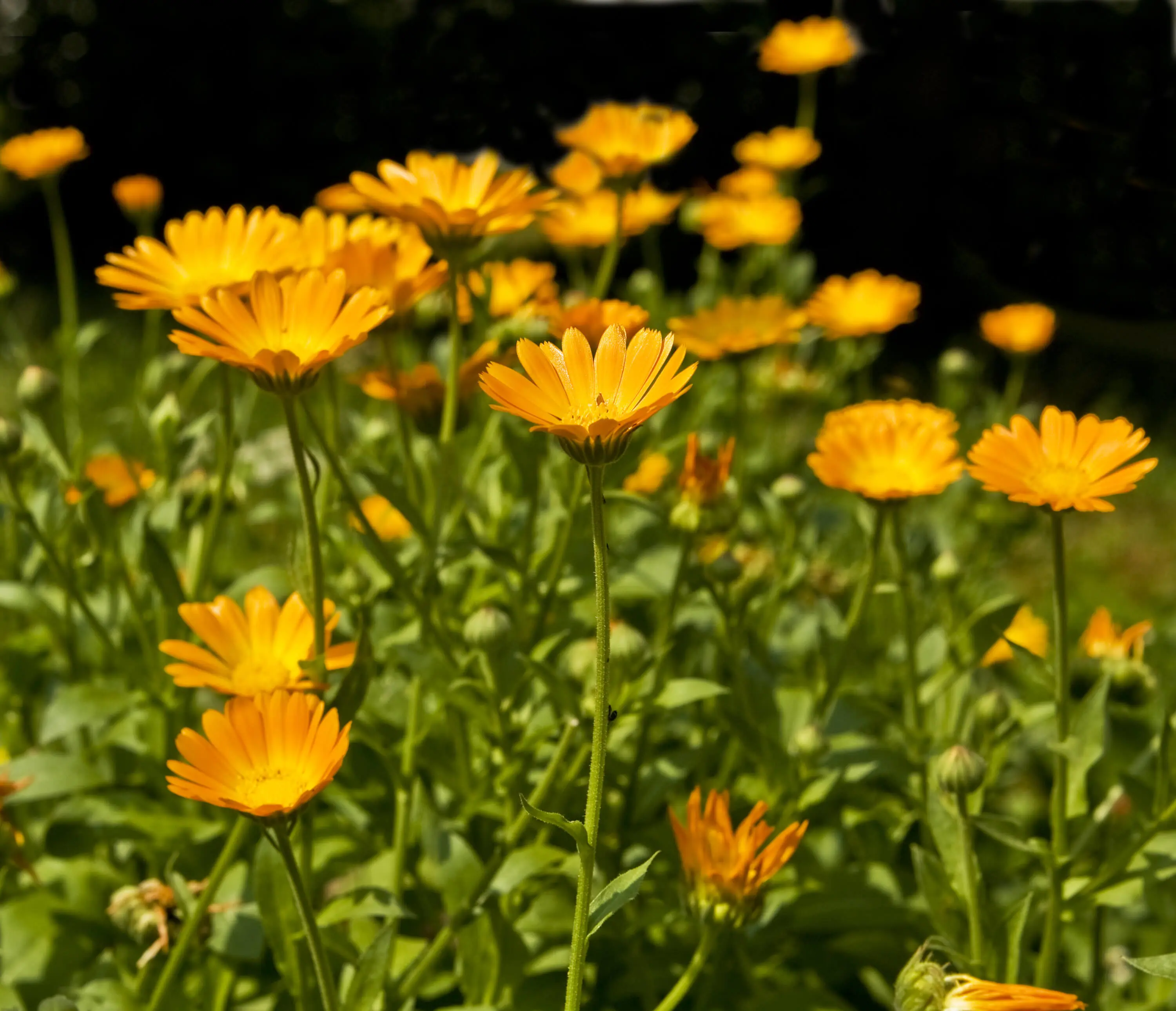 Découvrez le principe d’un shampooing infusion - Image 1 - Le Petit Marseillais - fr-FR