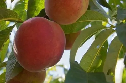 Pêche blanche ou de vigne