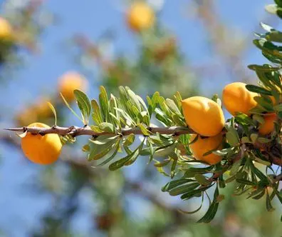 argan