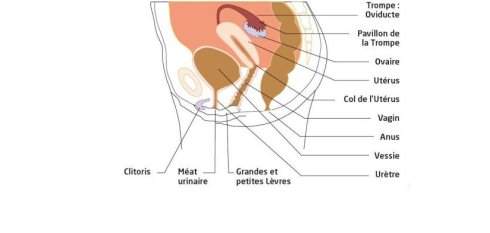 Appareil reproducteur féminin : les organes externes