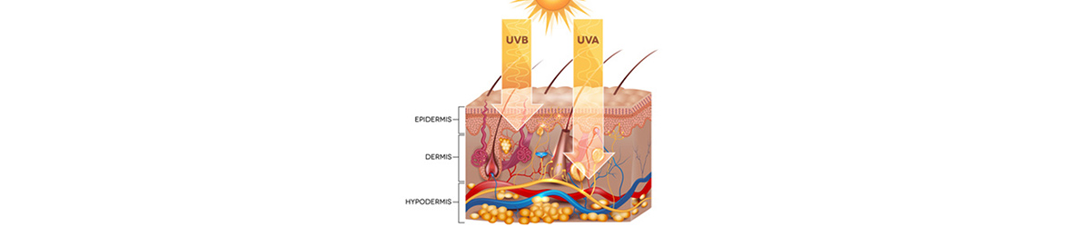 ultraviolets (UV) : les actions des uva et uvb sur la peau