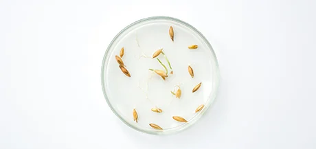 Avenanthramides : actif apaisant pour les peaux sensibles