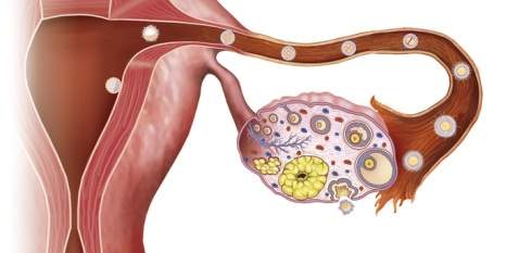 Cycle menstruel ovulation