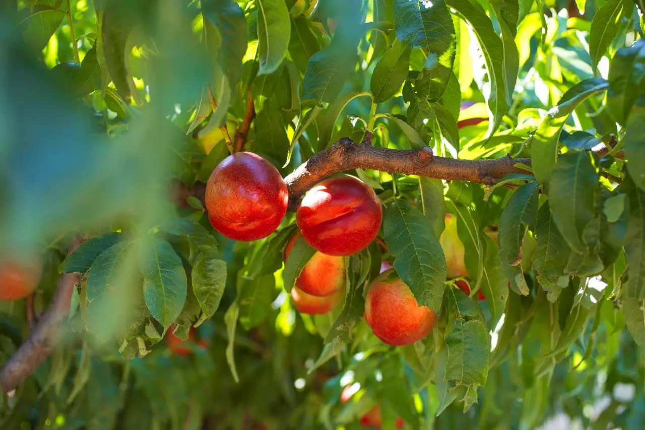 Nos formules en toute transparence - Image 9 - Le Petit Marseillais - fr-FR