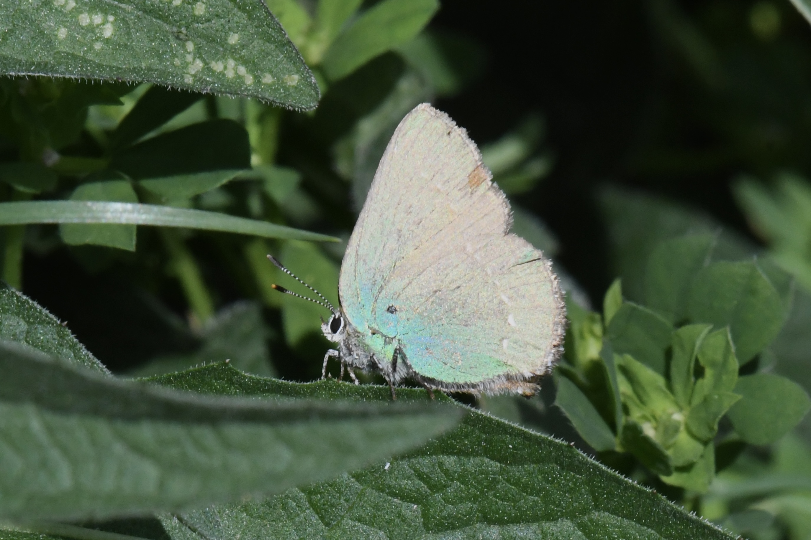 Green Hairstreak
