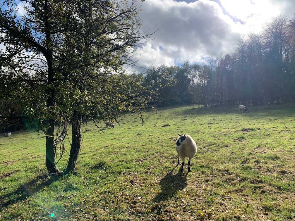 Sheep October 2024