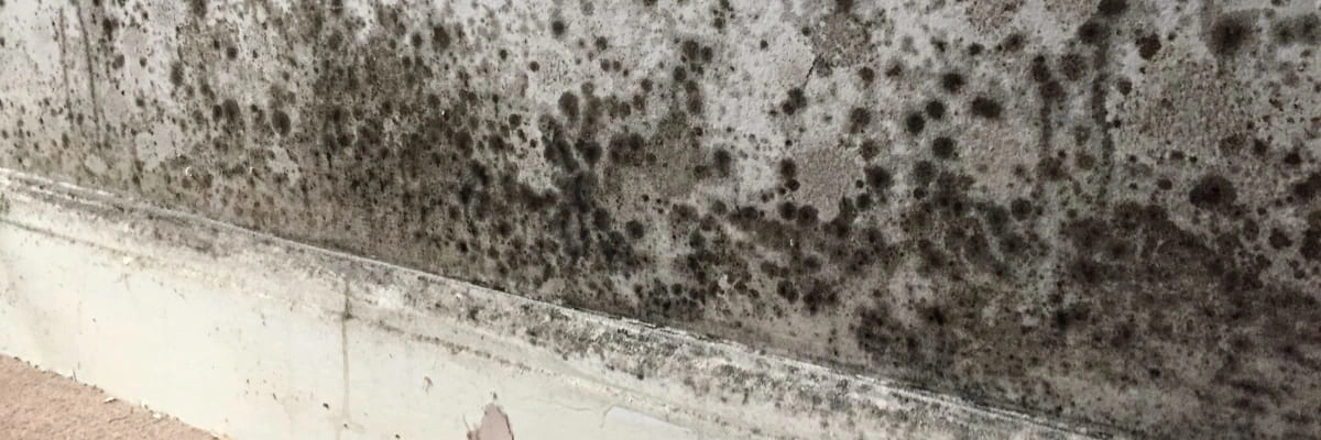 Close-up of extensive black mold growth and damp patches on a white wall and baseboard.