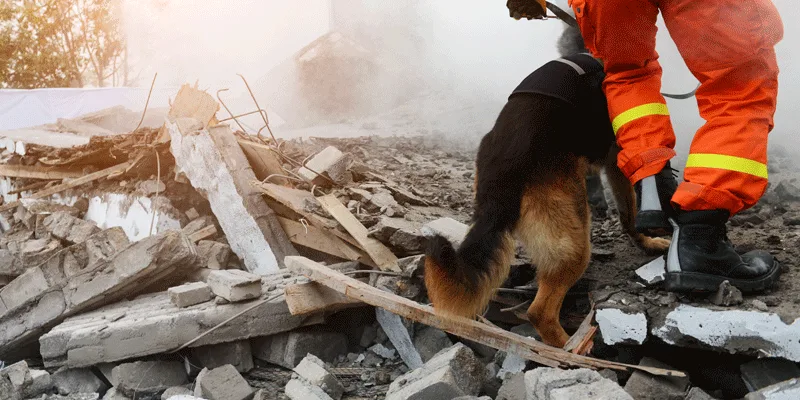 Rescue dog and handler in orange uniform search through rubble and debris.