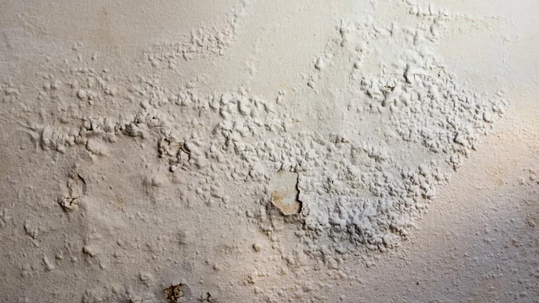 A picture showing rising damp from a skirting board up onto a white wall.