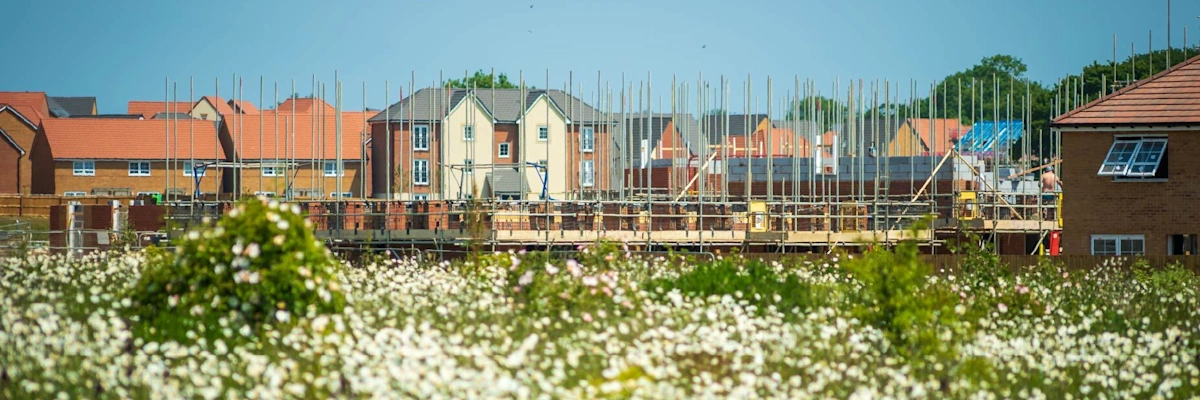 New housing development under construction with scaffolding, viewed across a field of white wildflowers.