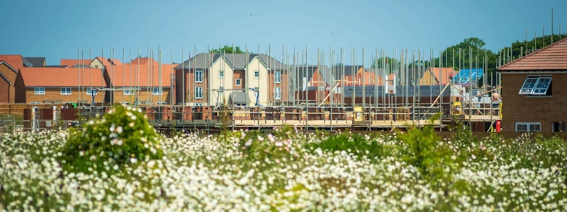 New housing development under construction with scaffolding, viewed across a field of white wildflowers.