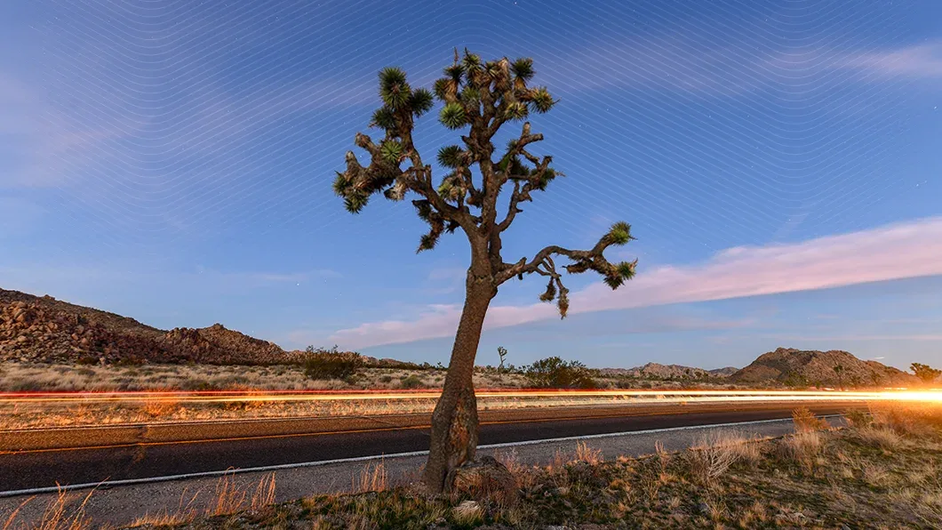 A Joshua tree stands in a desert landscape at sunset with road light trails and an overlay of blue topographic contour lines.