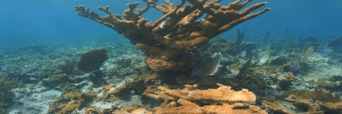 Scientists use Trimble technology to develop first-ever, Caribbean-wide benthic habitat maps