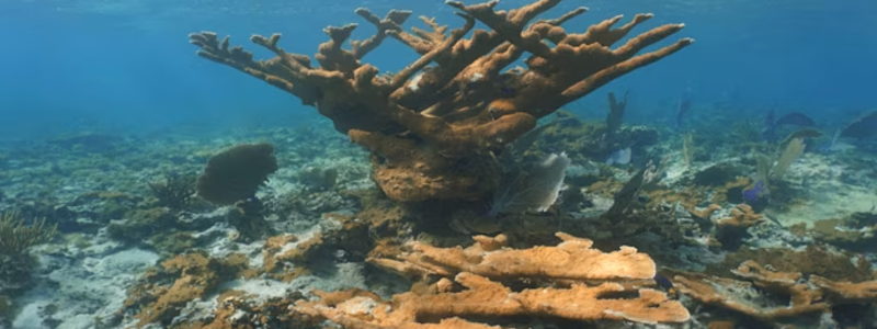 Scientists use Trimble technology to develop first-ever, Caribbean-wide benthic habitat maps