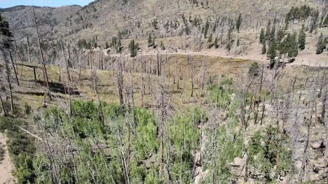 Hills with burned trees and grass reveal damage from a 2019 wildfire near Flagstaff, Arizona.