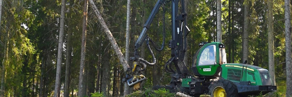 Green forestry machine cutting down a tree in a forest, surrounded by tall trees and foliage.