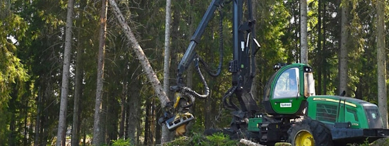 Green forestry machine cutting down a tree in a forest, surrounded by tall trees and foliage.