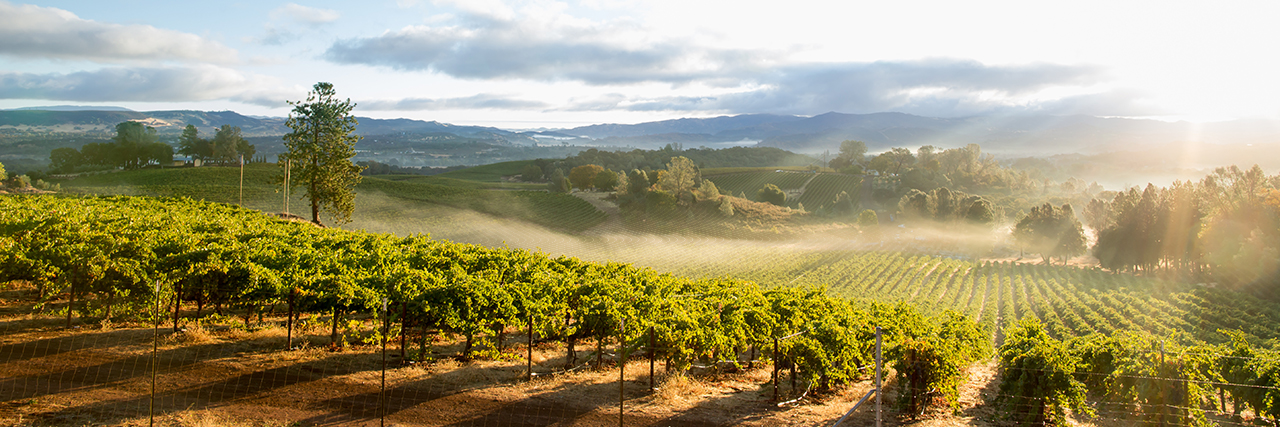 Engineered vineyard landscape: precise rows of grapevines with visible trellis posts and wires on misty hillsides, showcasing agricultural infrastructure.