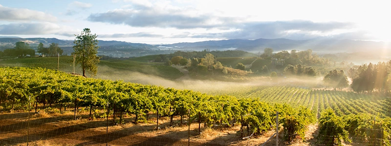 Engineered vineyard landscape: precise rows of grapevines with visible trellis posts and wires on misty hillsides, showcasing agricultural infrastructure.
