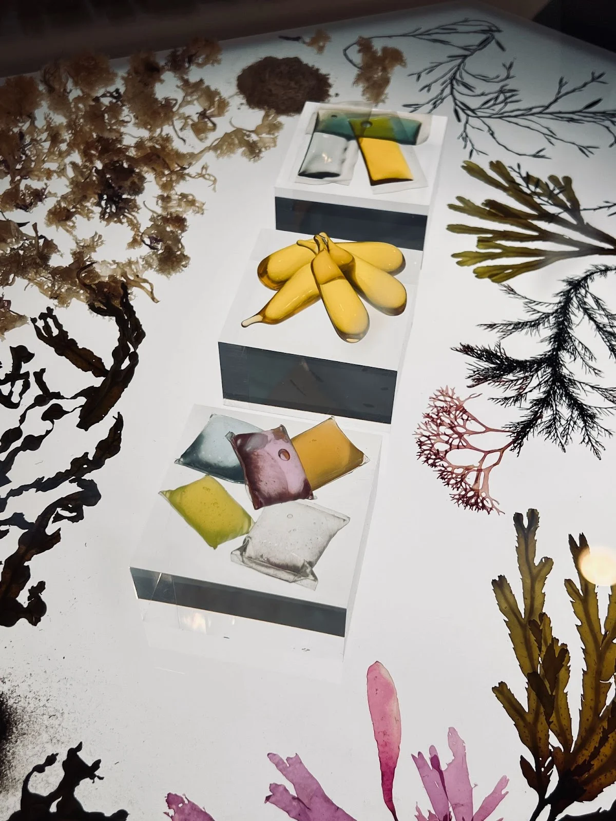 A display of seaweed samples and various colored gel packets on a white surface.