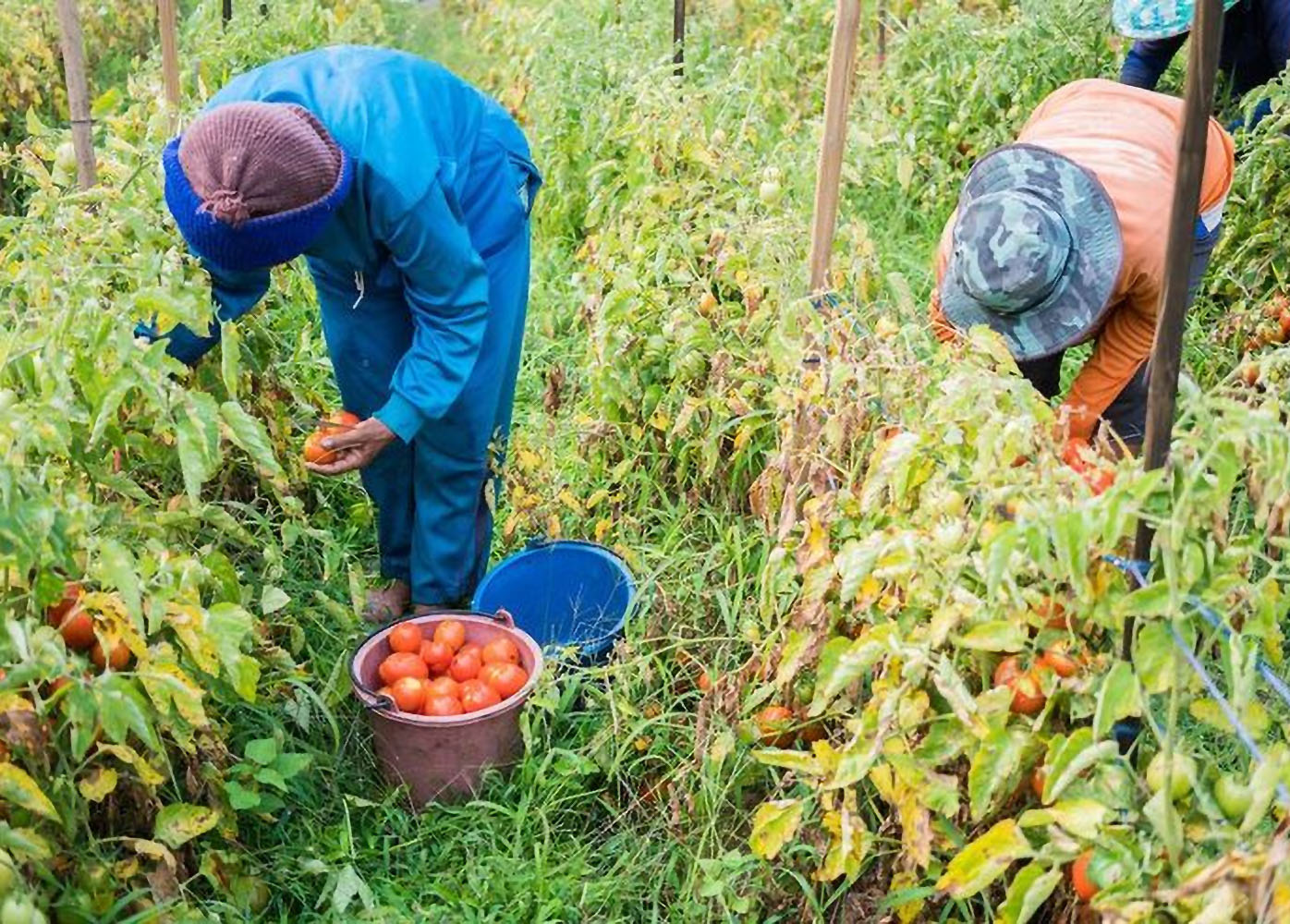 Un grupo de personas cosechando tomates