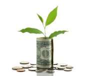 money tree or money plant