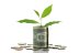 money plant image
