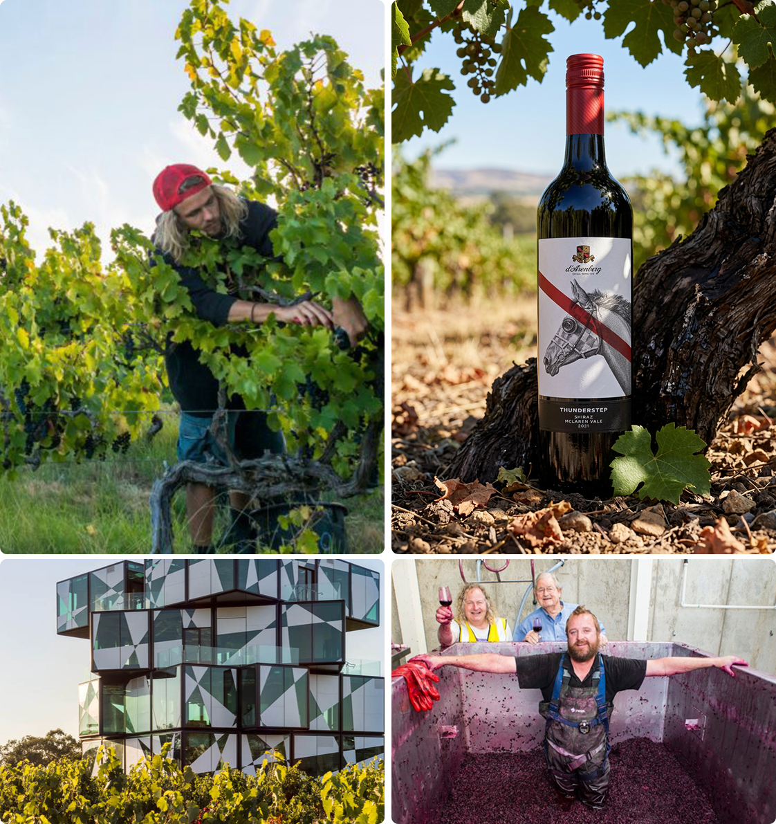 Vineyard Partners - d'Arenberg - Intro section grid image