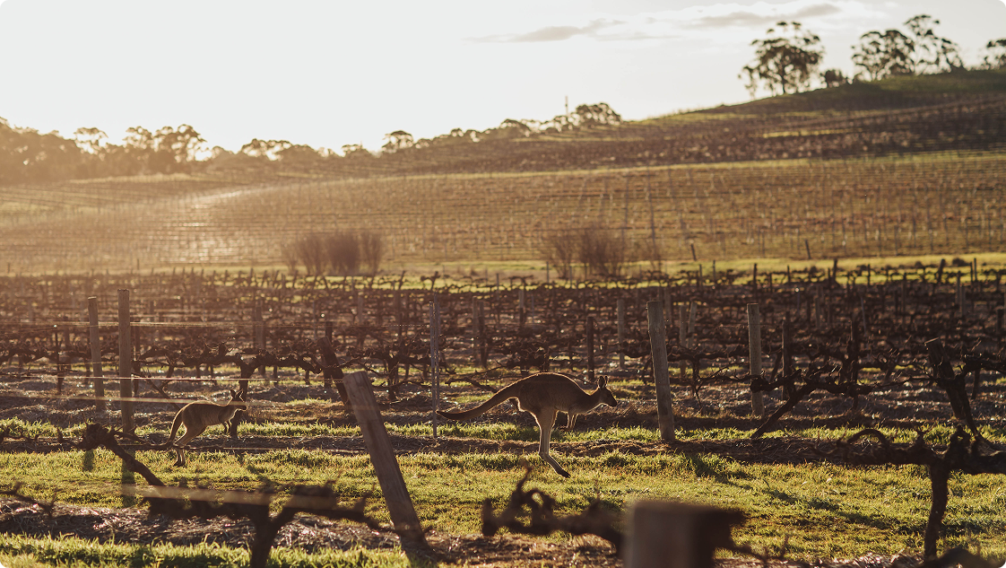 Vineyard Partners - Lake Breeze - About us image