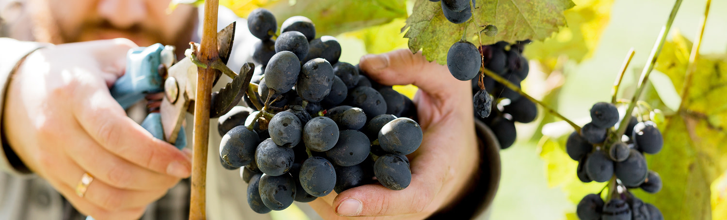 Malbec World Day - Column Group - image 2