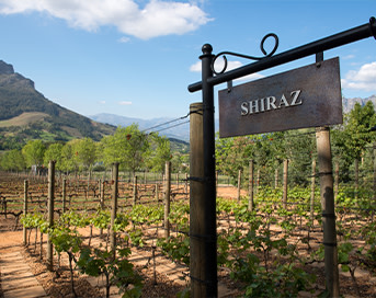 Sheraz Rind Buy Red Wine Online | Shop Shiraz, Cabernet & Pinot Noir