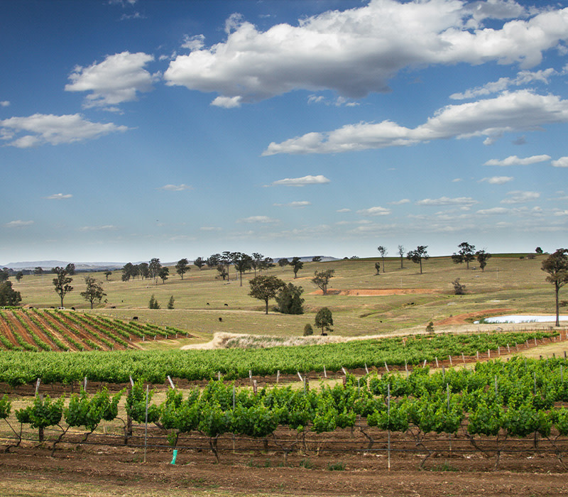 hunter valley vineyard landscape on a sunny day with a few clouds