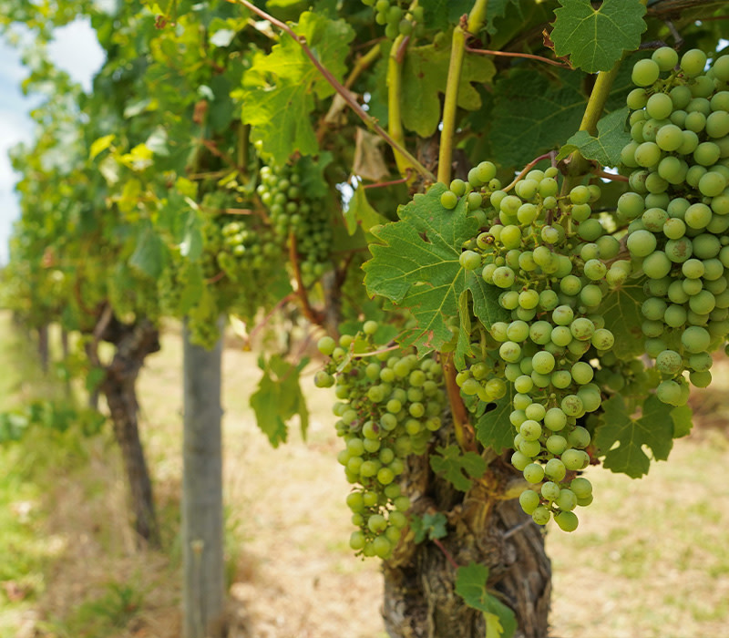 close up of white wine grapes at a vineyard on a sunny day