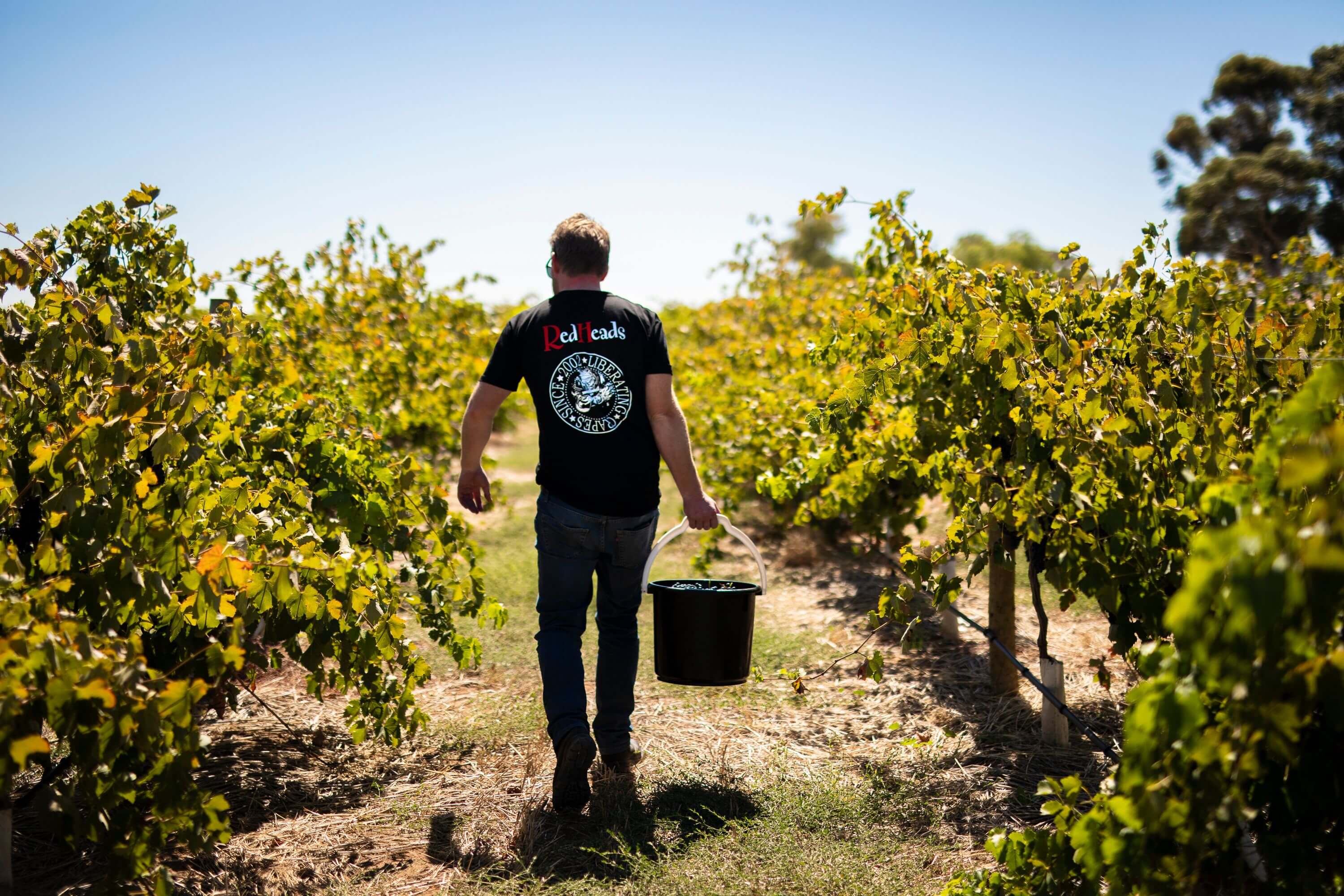 RedHeads: Leading sustainable winemakers.
