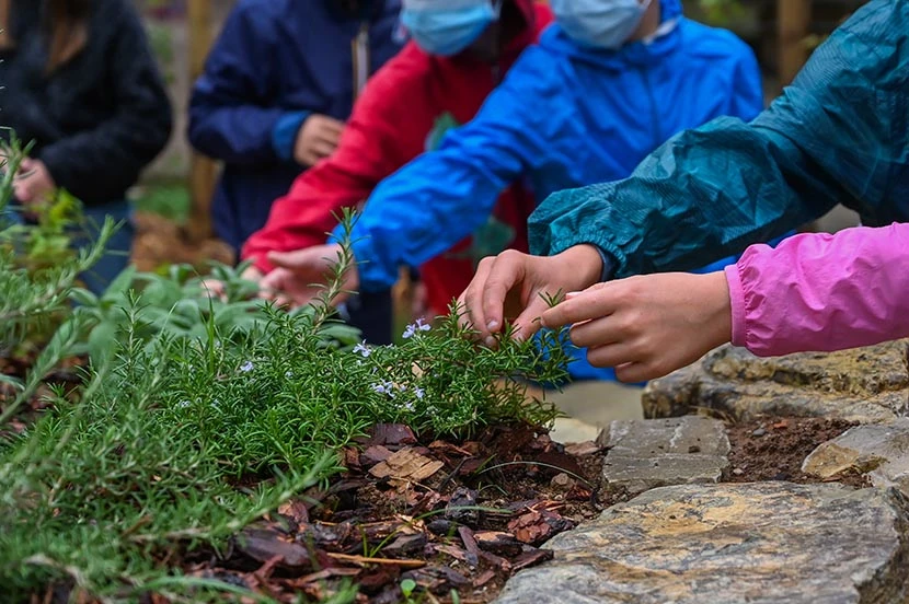 Mani di bambini che raccolgono rosmarino