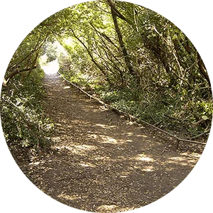 Un bosco all’interno dell’Oasi Macchiagrande di Roma.