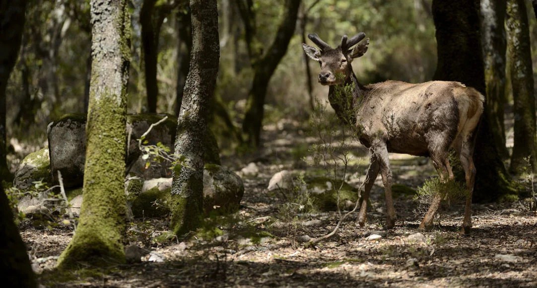 Renature Italy: P&G insieme a WWF per la tutela ambientale 