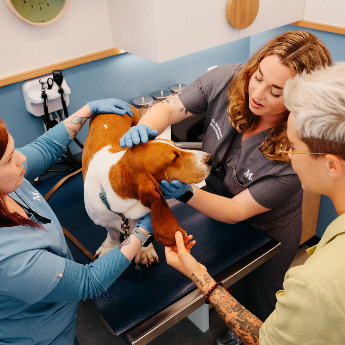 Veterinarians Modern Animal