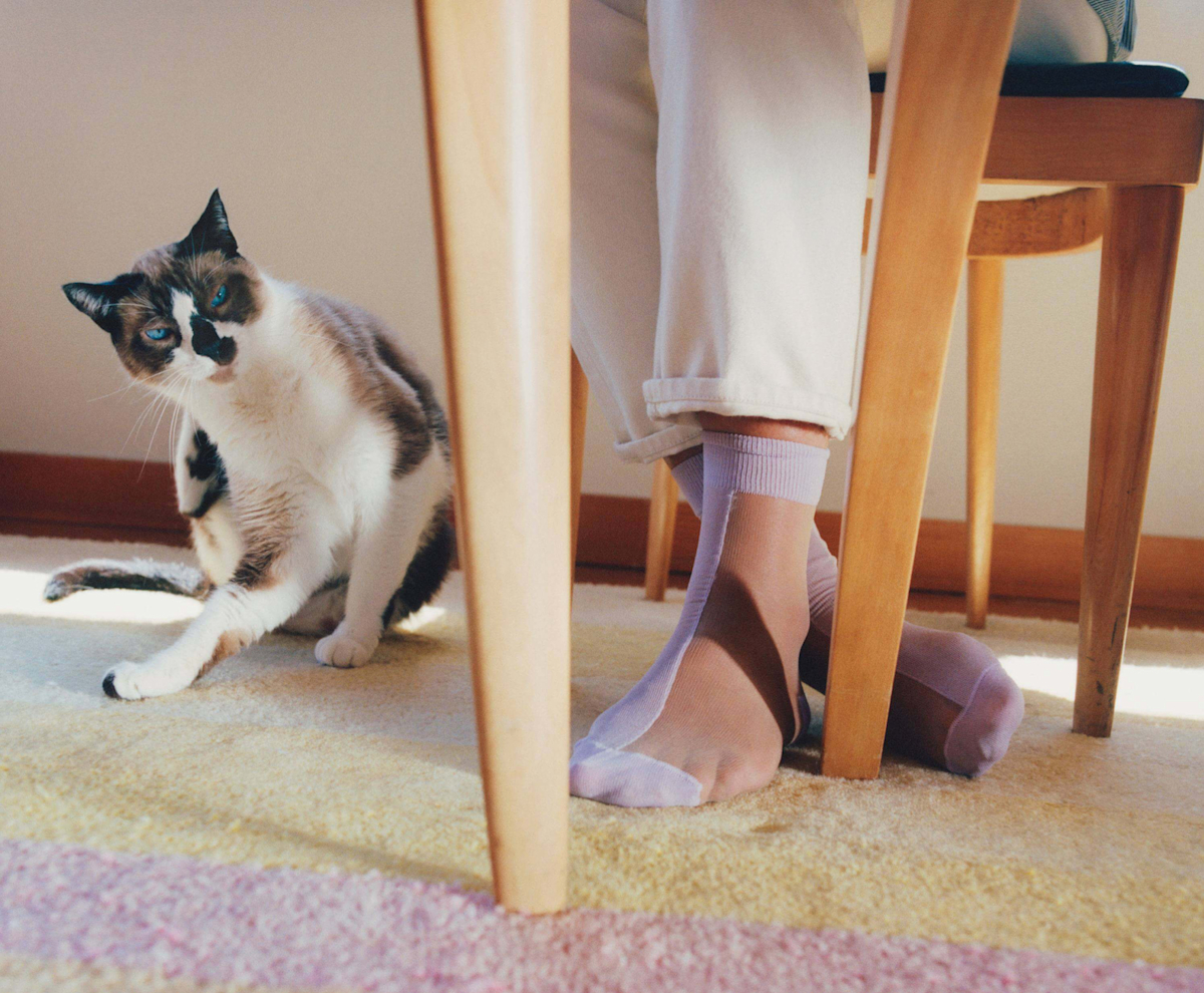 Explore Pricing Modern Animal