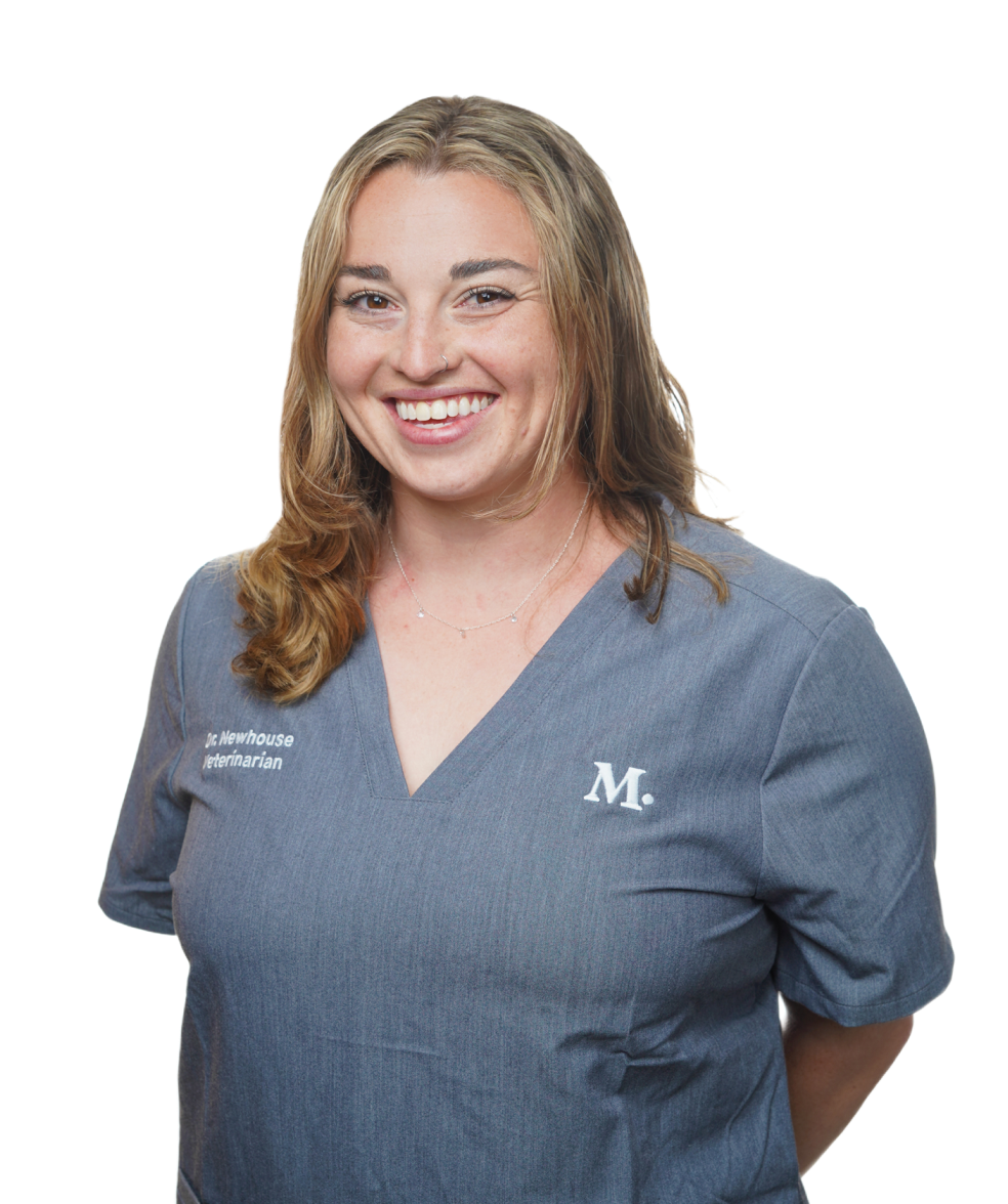 Veterinarians Modern Animal