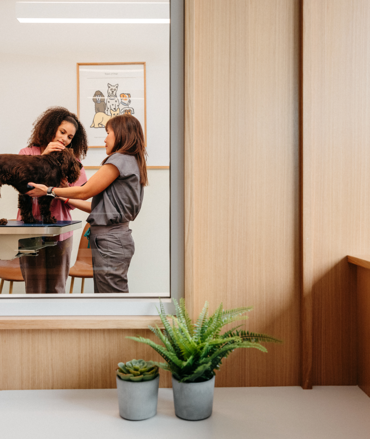 Careers Modern Animal