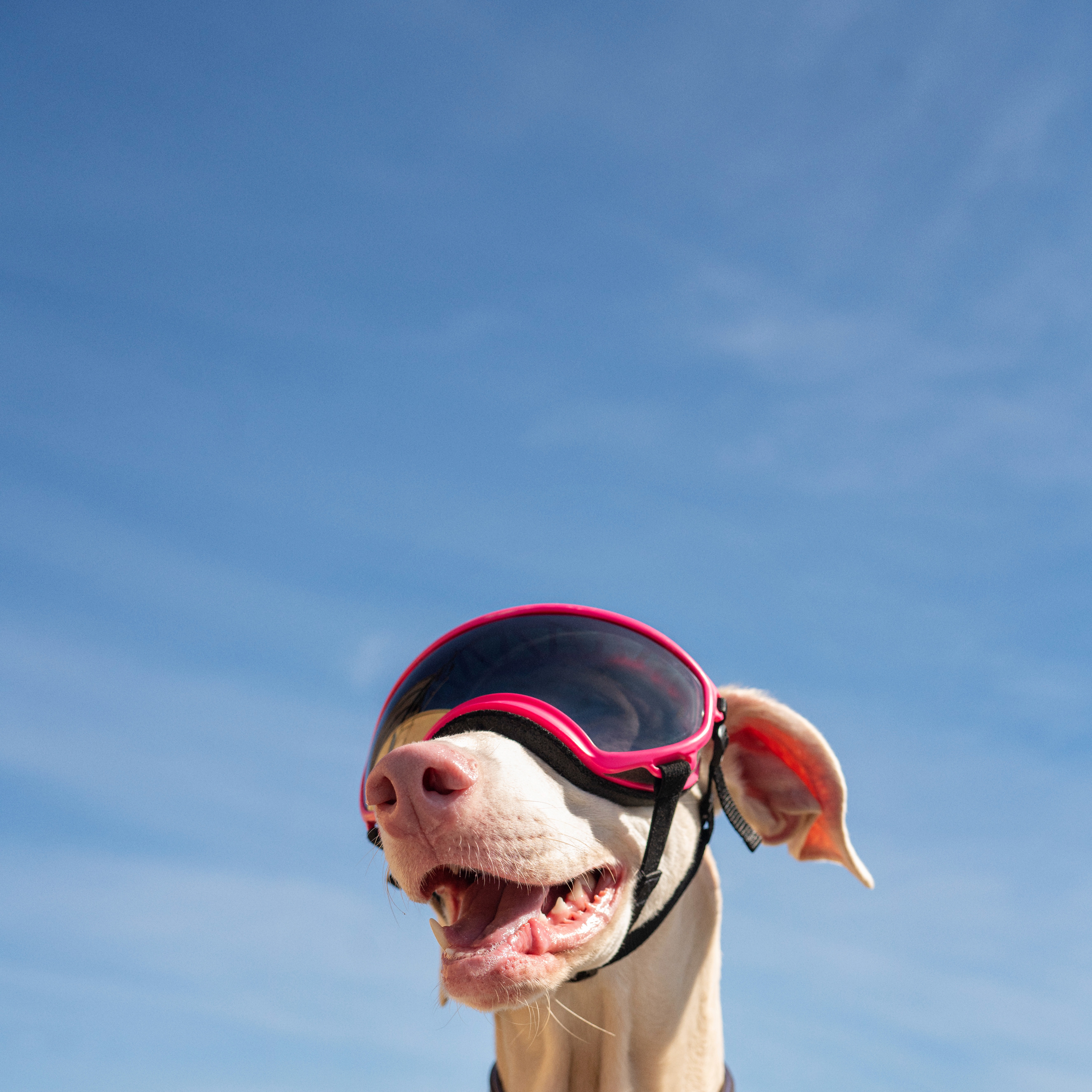 About Us Modern Animal