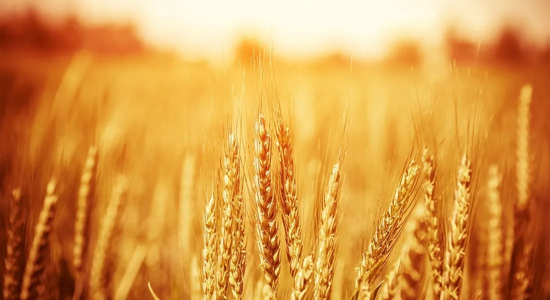 Case AGCO Power: Software for a distribution and management system