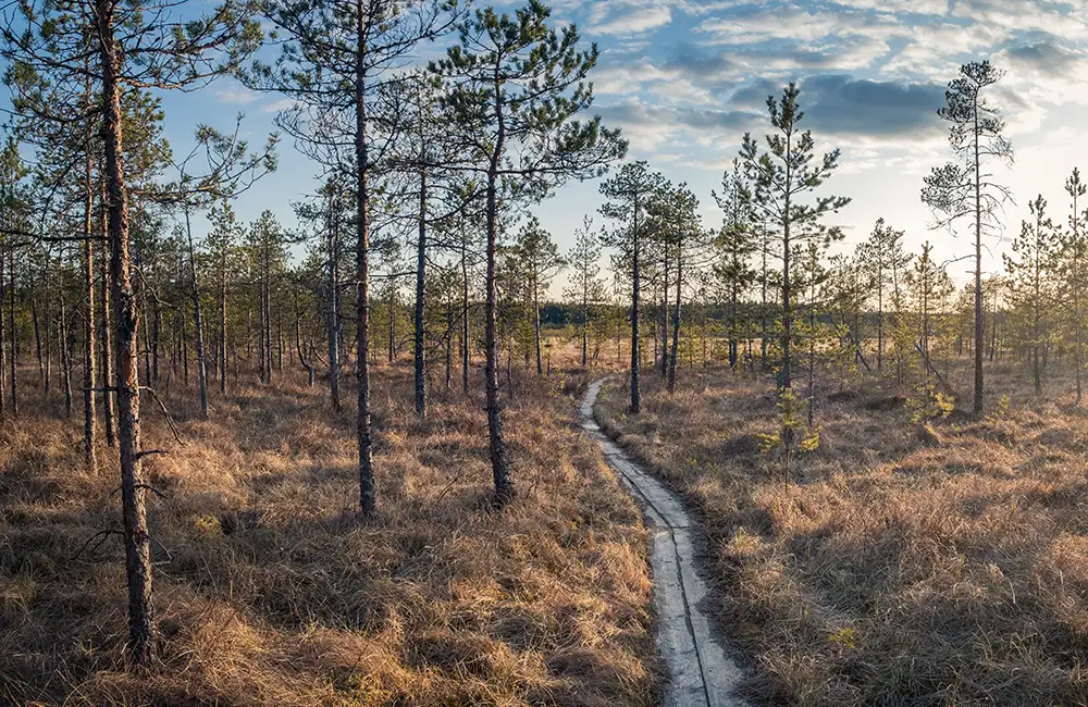 Suomalaista metsämaisemaa