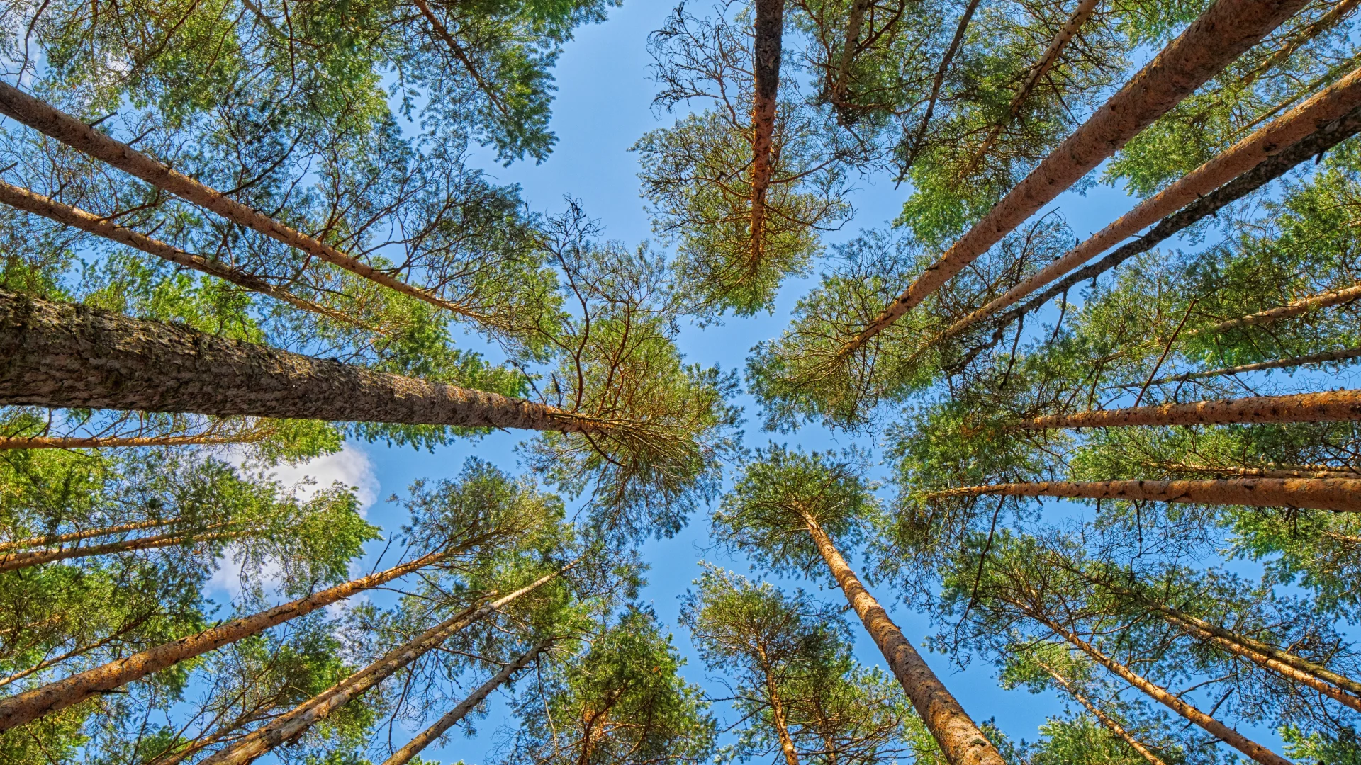 Vihreät puut ja luontokuva vastuullisuus  Insta