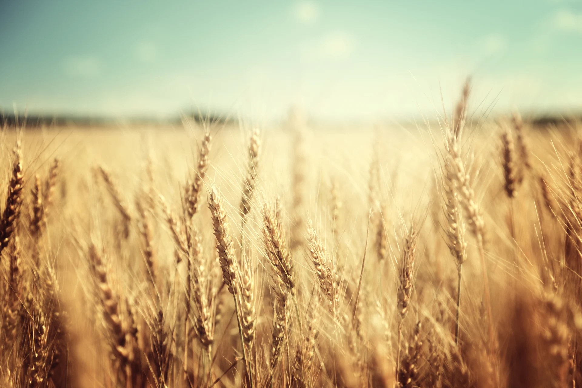 Cropland with short depth of field and soft colors.