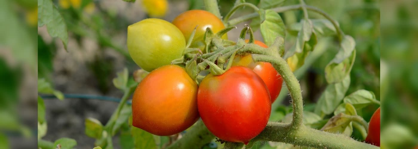 Jak uprawiać pomidory, by szybciej rosły?